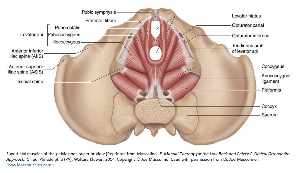 Female pelvic floor 1: anatomy and pathophysiology