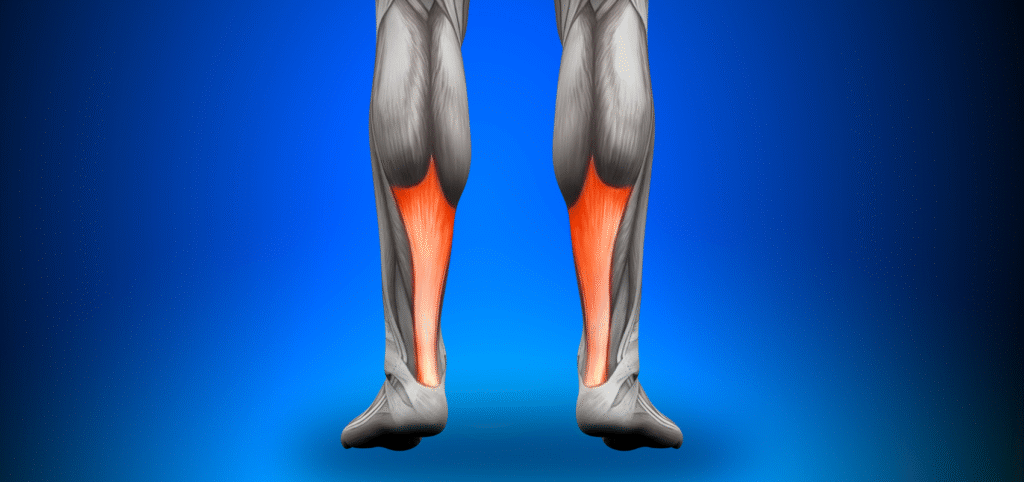 Achilles tendon anatomy