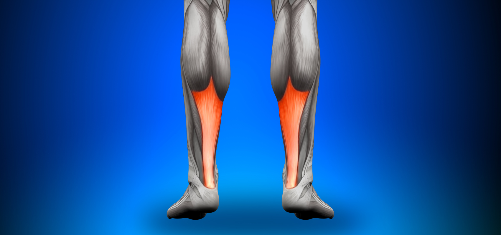 Achilles tendon anatomy